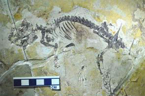 Fossile de mélodaire