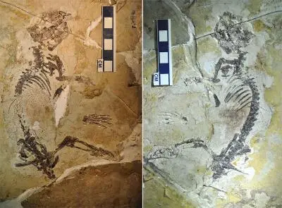 Fossile du Mélodaire